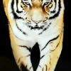 Tiger Tavla 80x120cm